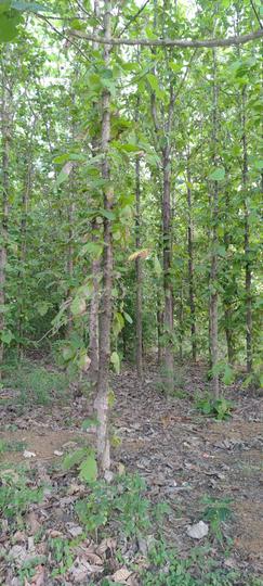 Namma Nilam Real Estate Main Image 1