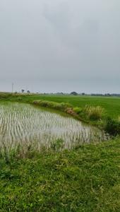 Image of 19134 Sq.ft Residential Plot / Land for sale in Prantik, Bolpur-Santiniketan for Rs. 1400000