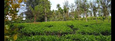 Image of 10764 Sq.ft 3 BHK Independent House for sale in Bombay Kist, Ooty for Rs. 6500000