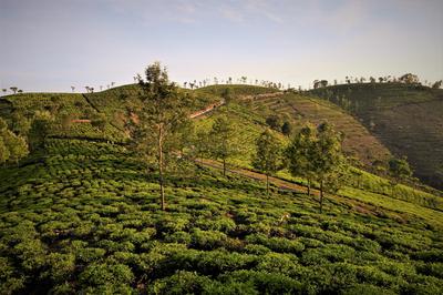 Image of 9147 Sq.ft Residential Plot / Land for sale in Kotagiri, Ooty for Rs. 6195000