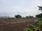 Perne Plot View 2