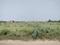Sherpur  Plot View 2