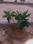Shivari Plot View 2