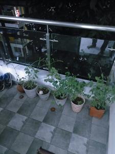 Balcony Image of 1150 Sq.ft 3 BHK Apartment / Flat for sale in Katara Hills Bhopal for Rs. 3000000
