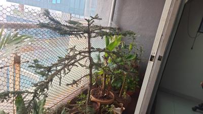 Balcony Image of 750 Sq.ft 2 BHK Apartment / Flat for sale in Andheri West Mumbai for Rs. 25000000