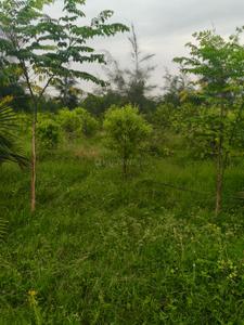 Sri Bangaramma garden farm land Plot View 2