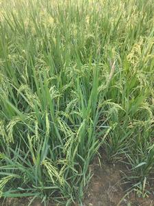 Image of 162000 Sq.ft Residential Plot / Land for sale in Keesara, Secunderabad for Rs. 240000000