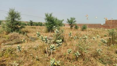 Residential Plot
