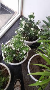 Balcony Image of The Elite Stay PG  in Sector 56, Gurgaon