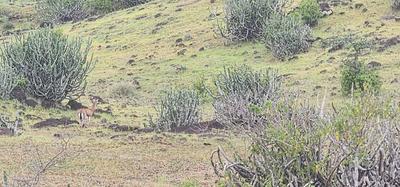 Image of 480000 Sq.ft Residential Plot / Land for sale in Panshet, Pune for Rs. 78000000