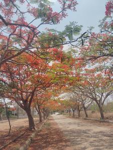 Image of 1672 Sq.ft Residential Plot / Land for sale in Chandapura, Bengaluru for Rs. 7942000