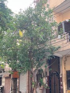 Balcony Image of 520 Sq.ft 1 BHK Independent House for sale in Saarthi Affordable Homes, Uttam Nagar New Delhi for Rs. 9500000