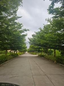 Image of 1575 Sq.ft Residential Plot / Land for sale in Navarathna Agrahara, Bengaluru for Rs. 16000000