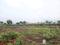 Perne Plot View 2