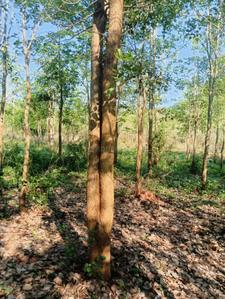 Image of 200 Sq.ft Residential Plot / Land for sale in Bhogapuram, Visakhapatnam for Rs. 1300000