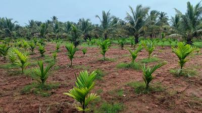 Image of 8000 Sq.ft Residential Plot / Land for sale in Kanakapura, Bengaluru for Rs. 42000000