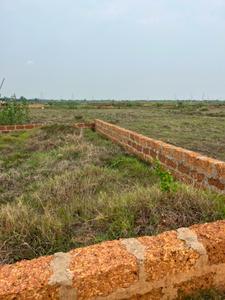 Patrapoda Plot View 3