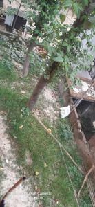 Image of 1200 Sq.ft 2 BHK Independent House for rent in Simrahi Bazar, Supaul for Rs. 8000