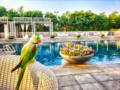 Image of 1930 Sq.ft 3 BHK Apartment / Flat for sale in DLF The Skycourt, Sector 86, Gurgaon for Rs. 24000000
