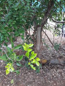 Image of 1540 Sq.ft Residential Plot / Land for sale in Bedarahalli, Bengaluru for Rs. 13600000