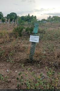 Residential Plot