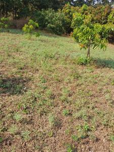 Wada Plot View 3