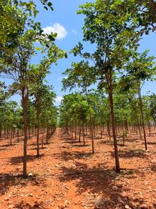 Image of 10800 Sq.ft Residential Plot / Land for sale in Donakonda, Prakasam for Rs. 1050000