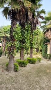 Image of 3000 Sq.ft 3 BHK Farm House for sale in DPL Nature Retreat, Tech Zone, Greater Noida for Rs. 7500000