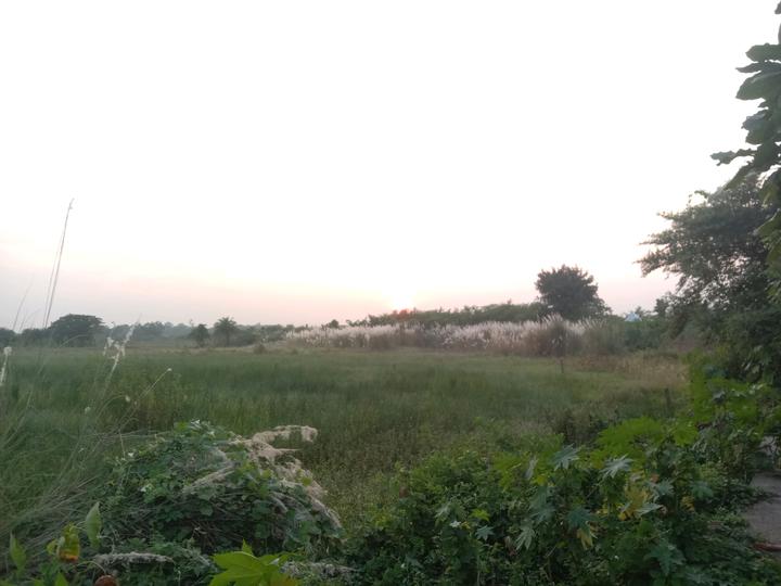 Kulberia Main Image 1