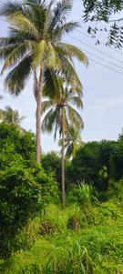 Image of 5000 Sq.ft Residential Plot / Land for sale in Patan, Durg for Rs. 3455000