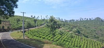 Image of 9000 Sq.ft Residential Plot / Land for sale in Kotagiri, Ooty for Rs. 6195000