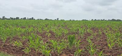 Image of 605 Sq.ft Residential Plot / Land for sale in GSR Modern Farms 2, Narayankhed, Sangareddy for Rs. 640000