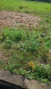 Sendri Plot View 1