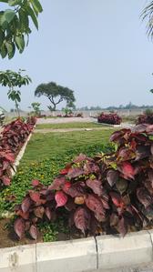 Image of 1000 Sq.ft Residential Plot / Land for sale in Bhilai Marshalling Yard, Charoda for Rs. 1700000