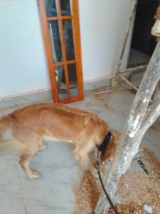 Hall Image of 900 Sq.ft 2 BHK Independent House for rent in MI Retreat Centre Phase I, Arjunganj Lucknow for Rs. 6500