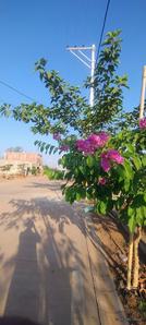 Image of 1864 Sq.ft Residential Plot / Land for sale in Bhilai Marshalling Yard, Charoda for Rs. 2982600