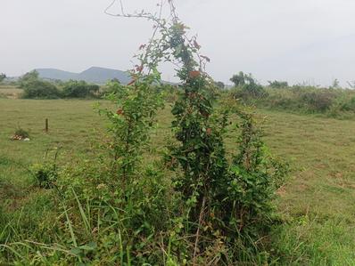 Image of 5000 Sq.ft Residential Plot / Land for sale in Mendhasala, Bhubaneswar for Rs. 8500000