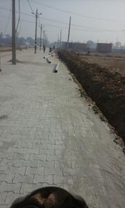 Plot View