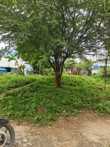 Image of 1050 Sq.ft Residential Plot / Land for sale in Ramalingapuram, Salem for Rs. 1500000