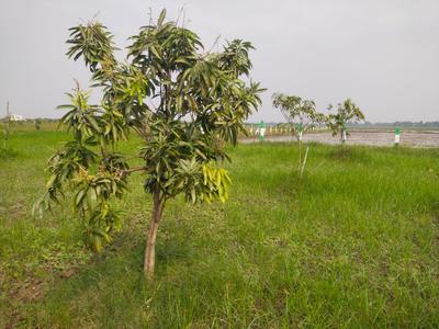 Image of 9600 Sq.ft Residential Plot / Land for sale in Sri Sai Garden, Walajabad, Chennai for Rs. 2400000