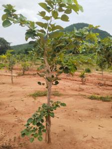 Image of 100 Sq.ft Residential Plot / Land for sale in Bhogapuram, Visakhapatnam for Rs. 600000