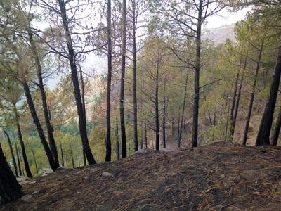 Image of 21780 Sq.ft Residential Plot / Land for sale in Beolia, Shimla for Rs. 80000000