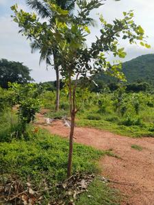 Image of 200 Sq.ft Residential Plot / Land for sale in Srungavarapu kota, Vizianagaram for Rs. 900000