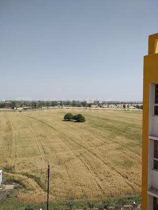 IBD Royal CITII Main Image 1