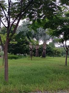 Image of 3000 Sq.ft Residential Plot / Land for sale in Aarone Countywalk Oasis, Mayakhedi, Indore for Rs. 25500000