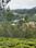 Kathadimattam Plot View 2