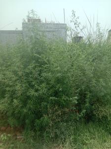 Image of 4770 Sq.ft 2 BHK Farm House for sale in Sector 89, Faridabad for Rs. 1500000