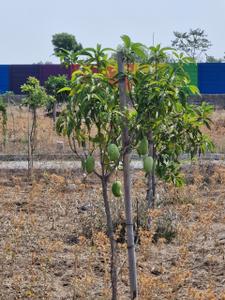 Image of 2178 Sq.ft Residential Plot / Land for sale in Shankarpally, Hyderabad for Rs. 3630000