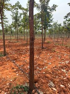 Image of 11000 Sq.ft Residential Plot / Land for sale in Ongole, Prakasam for Rs. 1010000