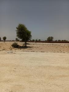 Image of 1250 Sq.ft Residential Plot / Land for sale in Netra, Jodhpur for Rs. 1655000